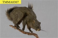 藏品(赤腹松鼠)的圖片